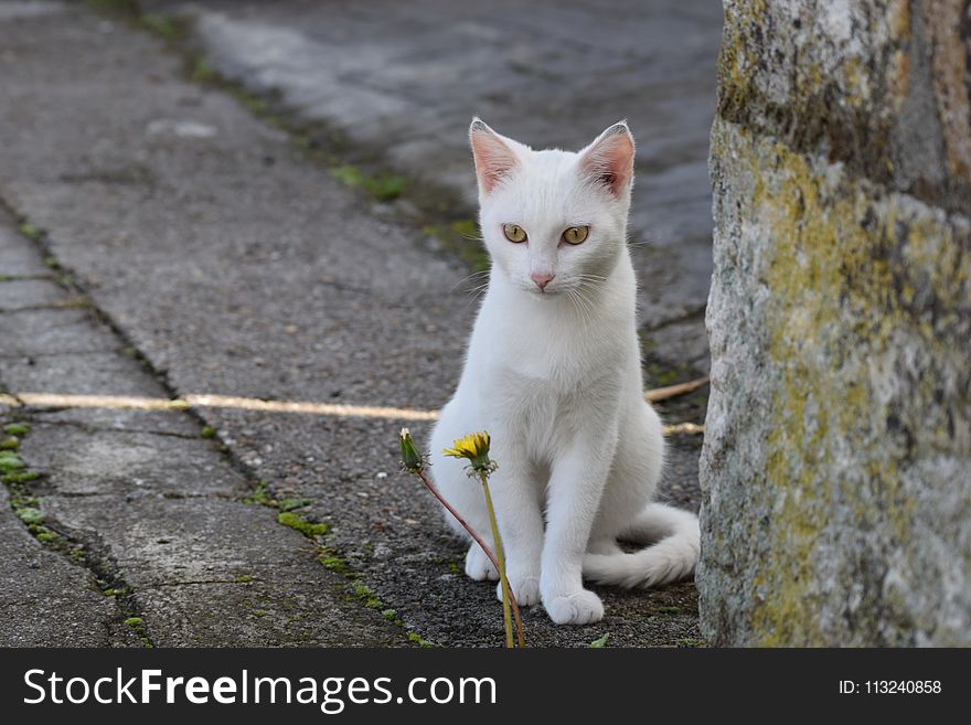 Cat, Fauna, Small To Medium Sized Cats, Cat Like Mammal