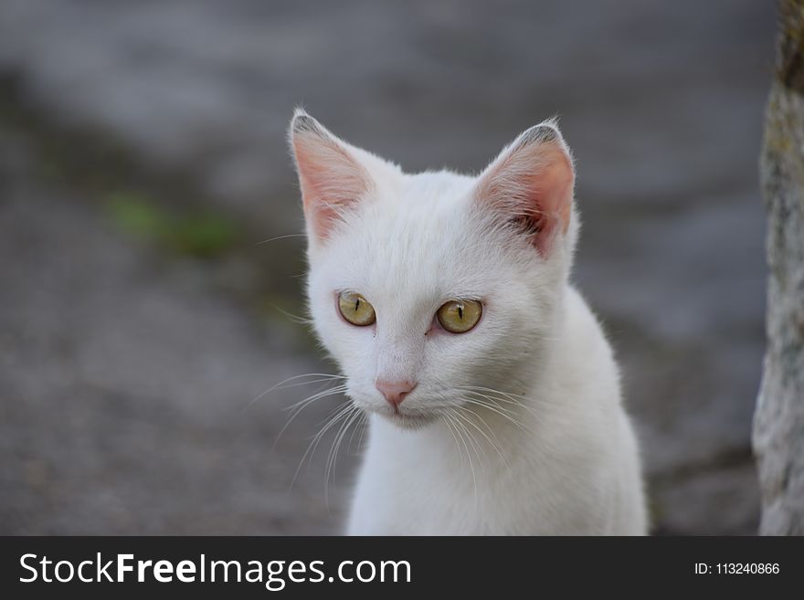 Cat, Face, Fauna, Whiskers