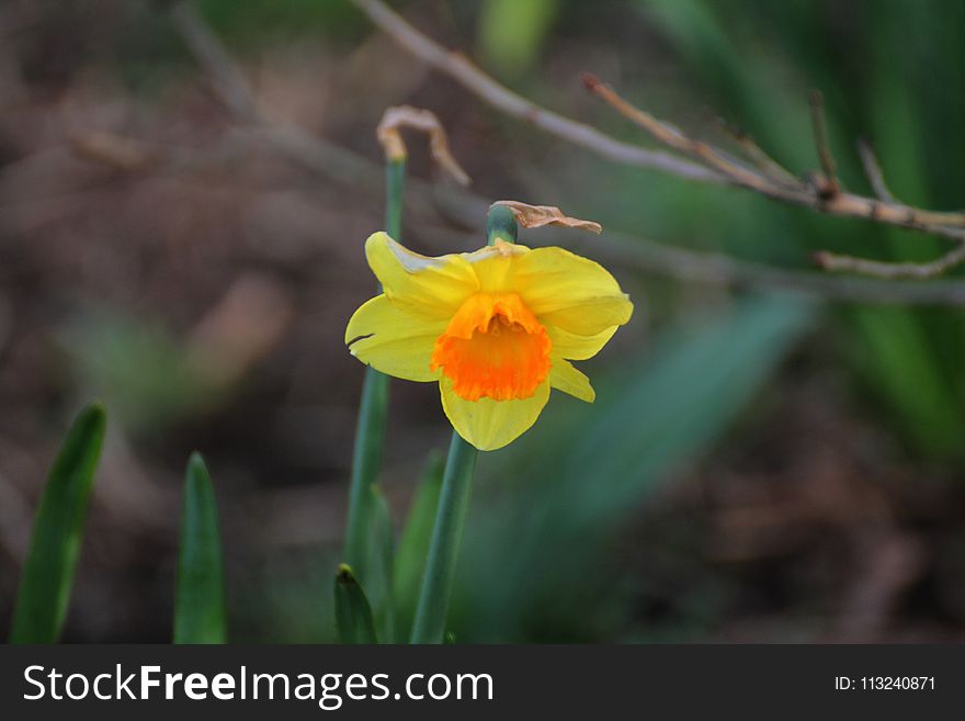 Flower, Flora, Plant, Flowering Plant