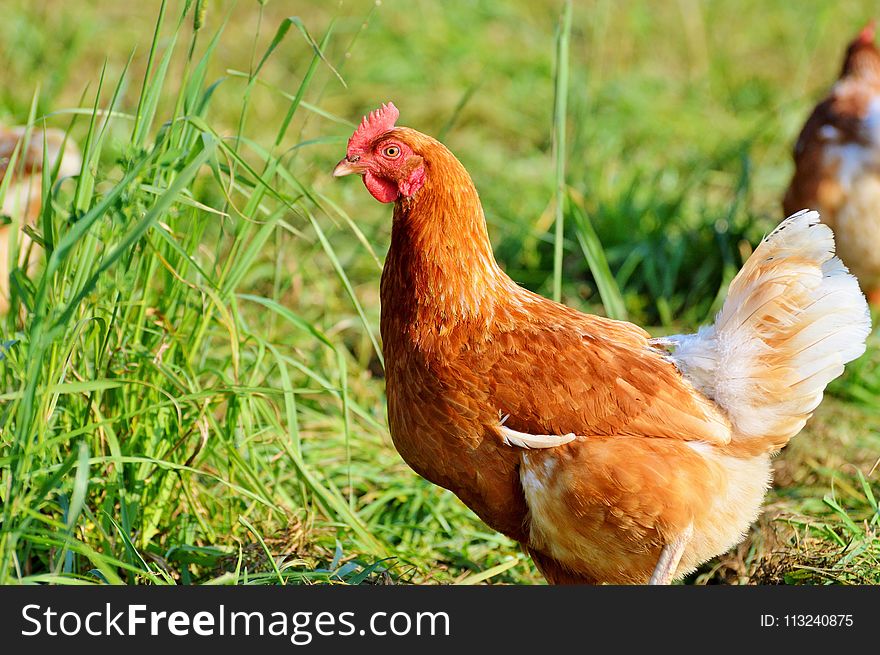 Chicken, Galliformes, Bird, Grass