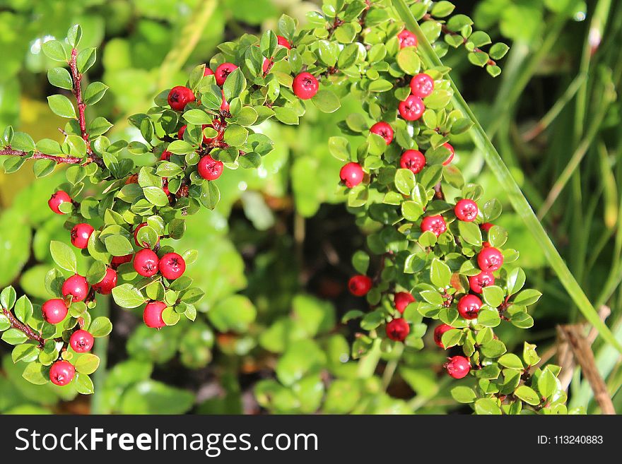 Plant, Berry, Lingonberry, Fruit