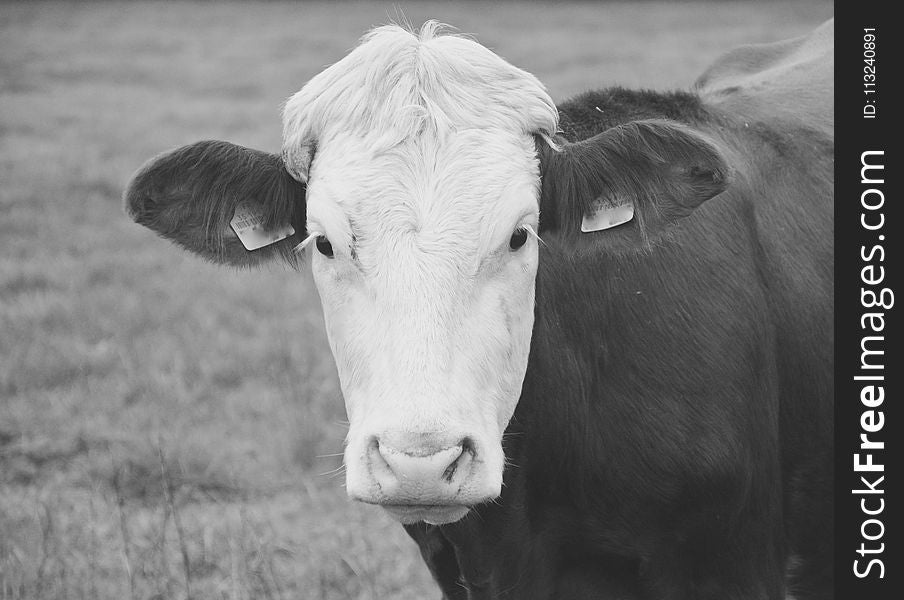 Cattle Like Mammal, White, Black And White, Horn