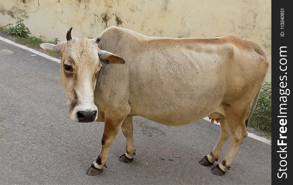 Cattle Like Mammal, Fauna, Cow Goat Family, Ox