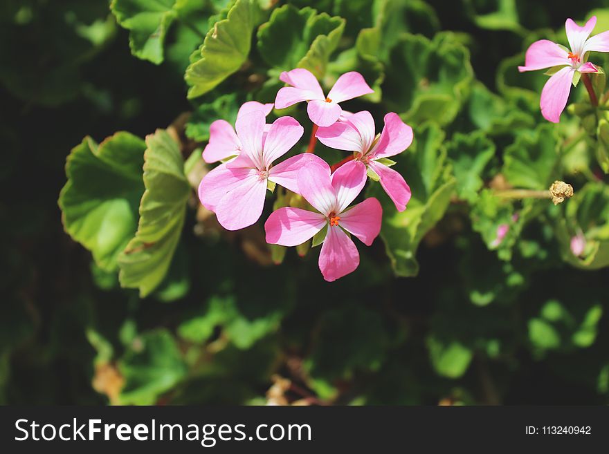 Flower, Plant, Flora, Flowering Plant