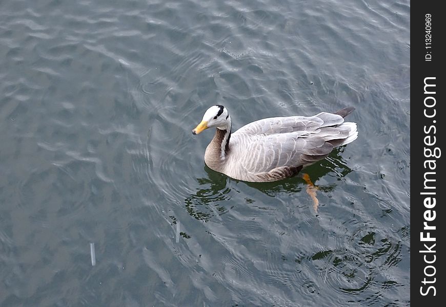 Bird, Water, Water Bird, Fauna