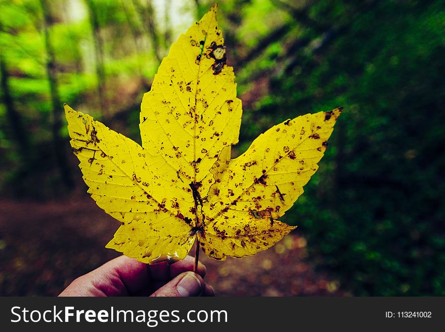 Leaf, Yellow, Flora, Autumn