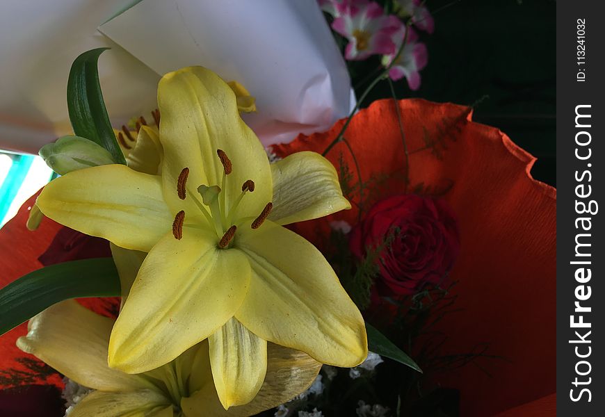 Flower, Lily, Yellow, Flora