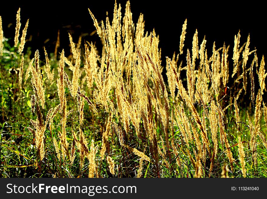 Ecosystem, Vegetation, Grass, Plant