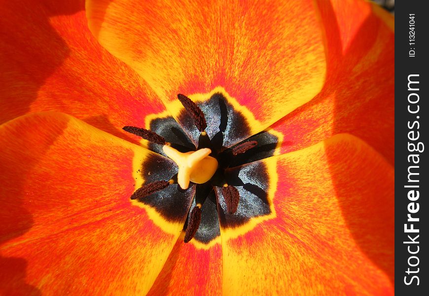 Flower, Yellow, Orange, Close Up