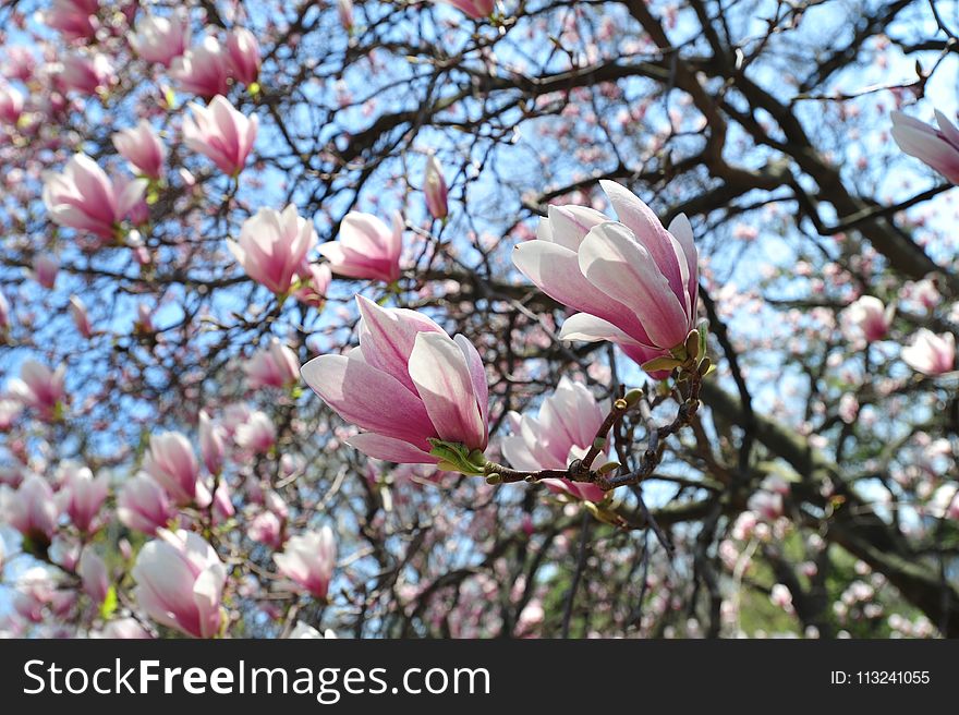 Flower, Plant, Flowering Plant, Spring