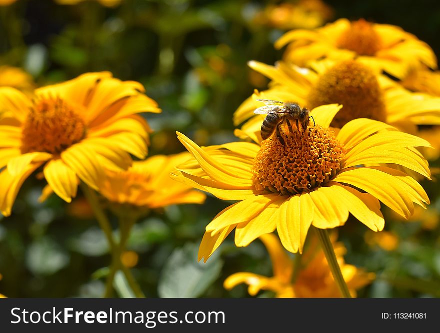 Flower, Yellow, Honey Bee, Bee