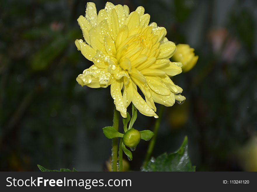 Flower, Flora, Plant, Hypericum