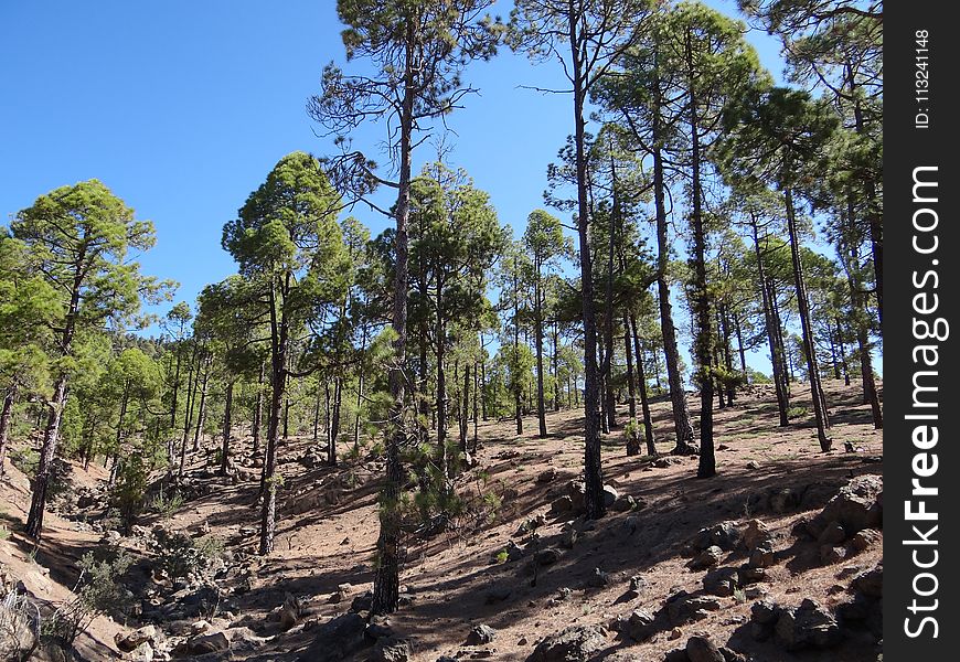 Tree, Ecosystem, Vegetation, Nature Reserve