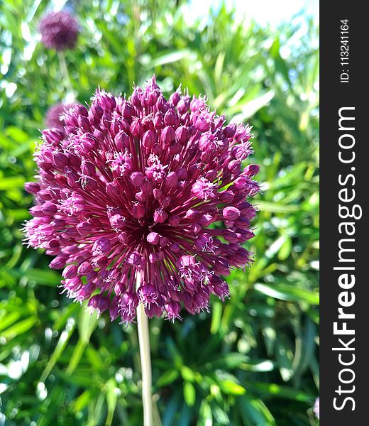 Plant, Purple, Flower, Onion Genus