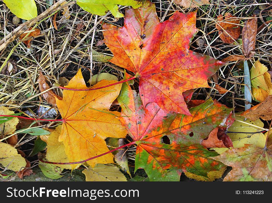 Leaf, Autumn, Maple Leaf, Plant