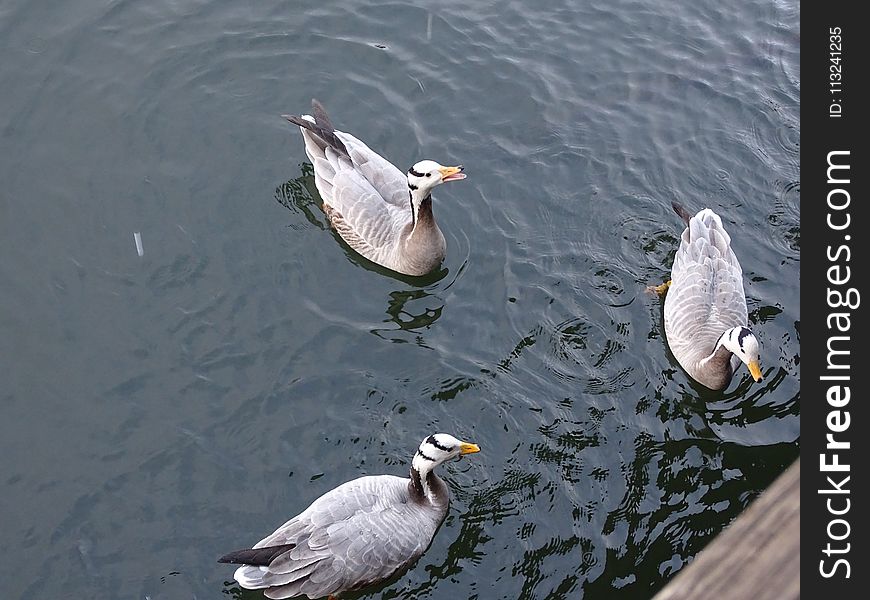 Bird, Fauna, Water Bird, Seabird