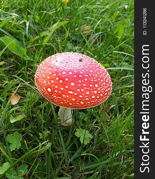 Mushroom, Fungus, Agaric, Grass