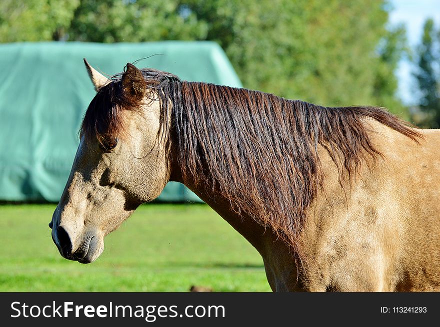 Horse, Mane, Horse Like Mammal, Bridle