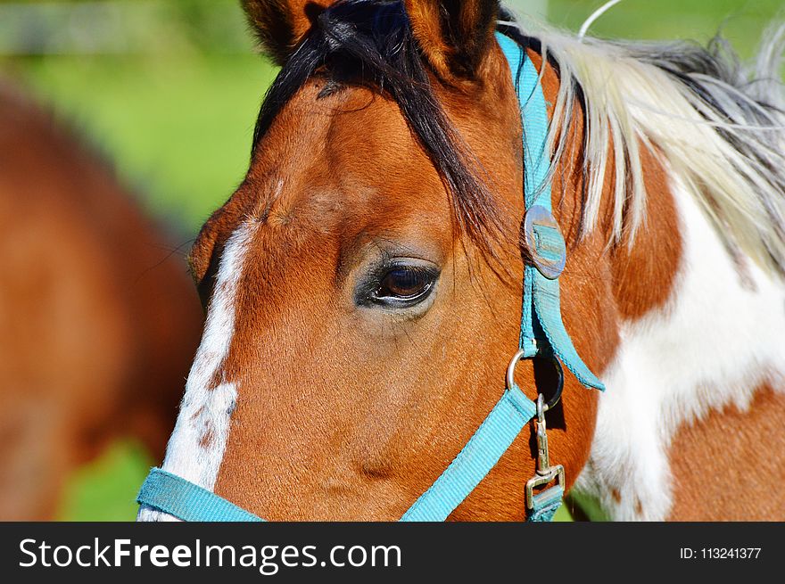 Horse, Halter, Bridle, Mane