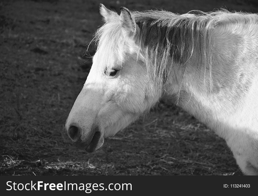 Horse, White, Mane, Black And White