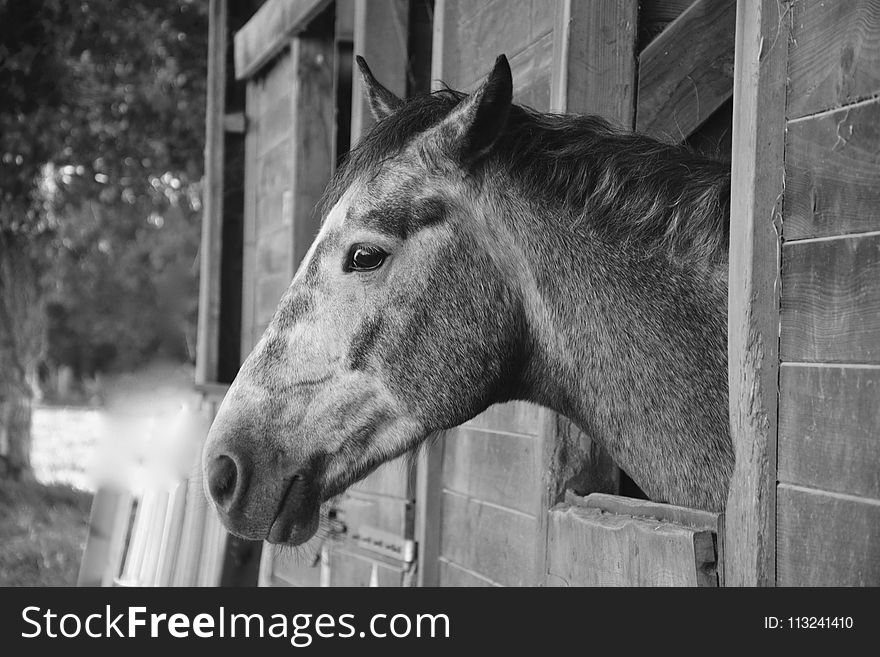 Horse, Black And White, Fauna, Horse Like Mammal