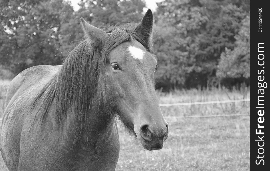 Horse, Black And White, Mane, Fauna
