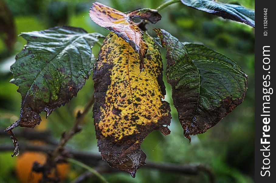 Leaf, Flora, Plant Pathology, Insect