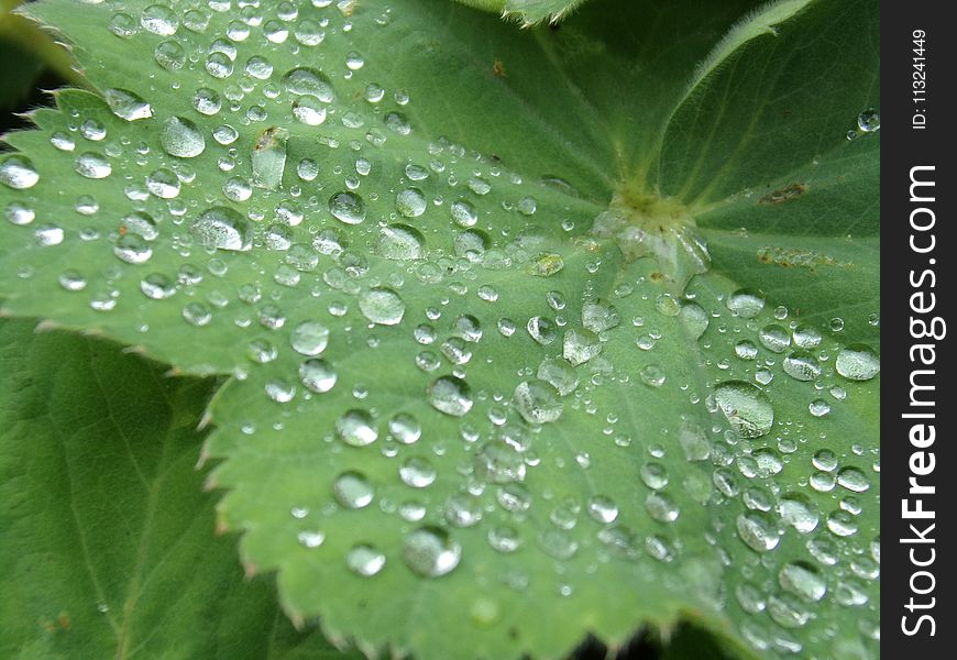 Water, Dew, Leaf, Drop