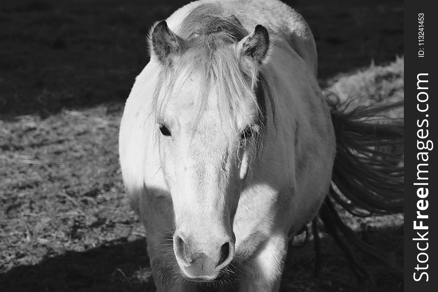 Horse, Black And White, Mane, Monochrome Photography