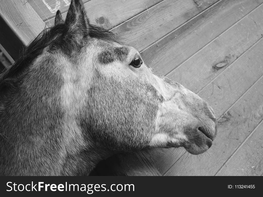 Horse, Black And White, Fauna, Horse Like Mammal