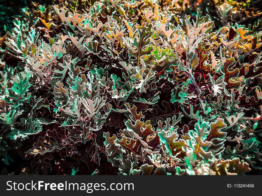 Plant, Flora, Organism, Seaweed