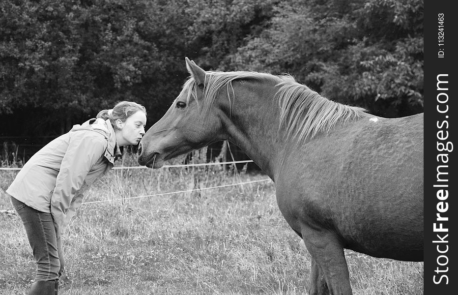 Horse, Photograph, Black And White, Mane