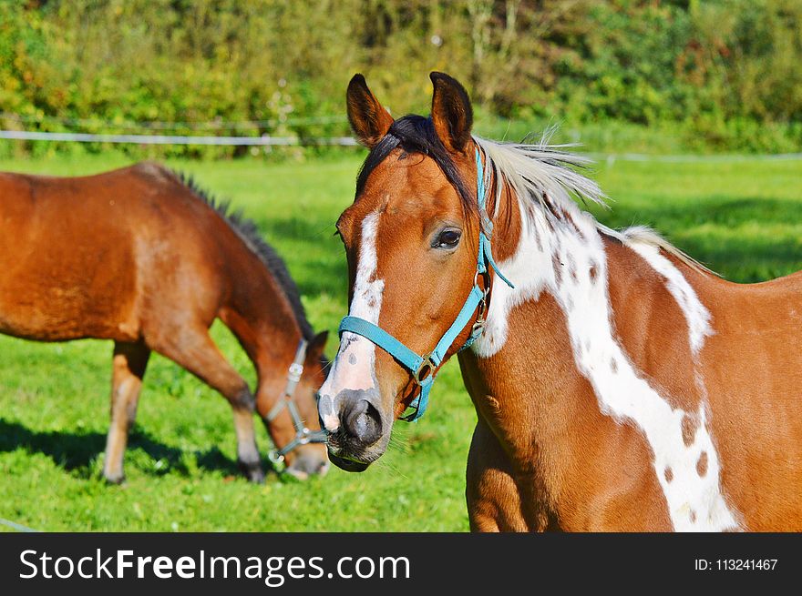 Horse, Bridle, Mare, Halter