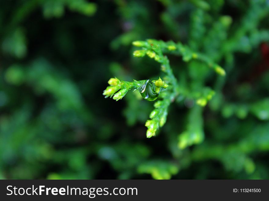 Vegetation, Leaf, Branch, Vascular Plant