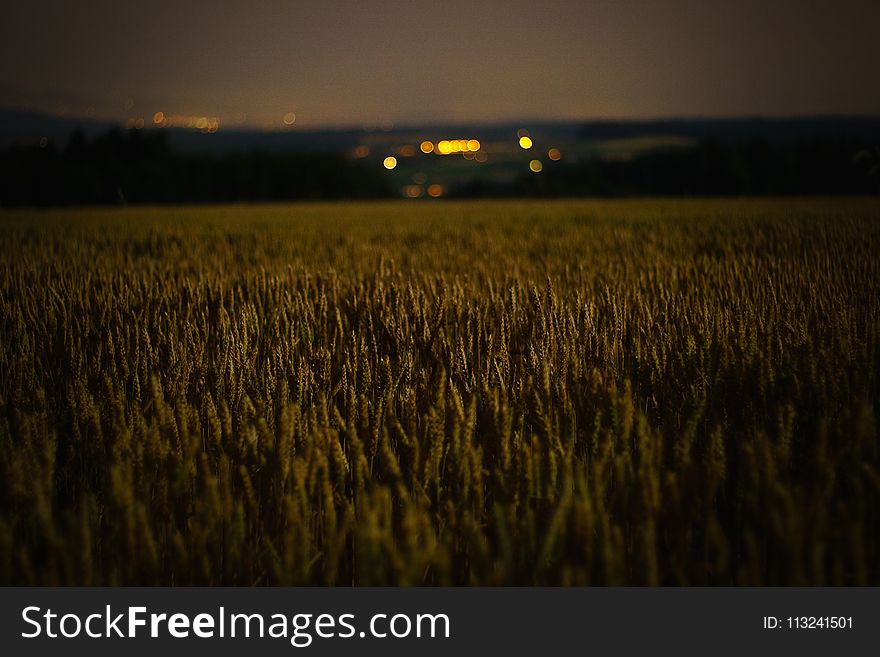 Field, Grass Family, Crop, Sky