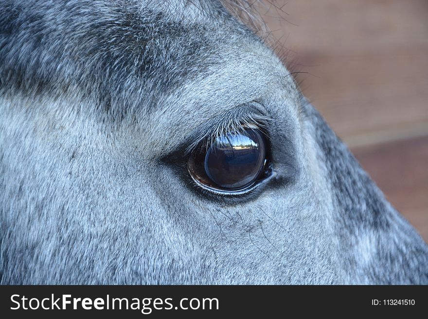 Eye, Nose, Mane, Horse