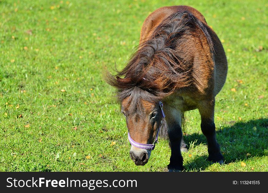 Horse, Grazing, Pasture, Grass