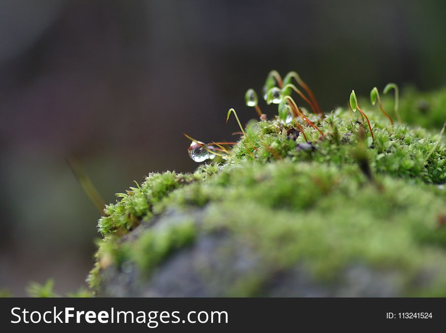 Vegetation, Non Vascular Land Plant, Flora, Moss