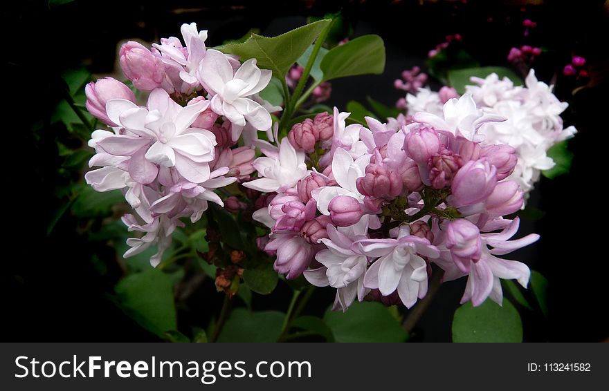 Flower, Plant, Flowering Plant, Lilac