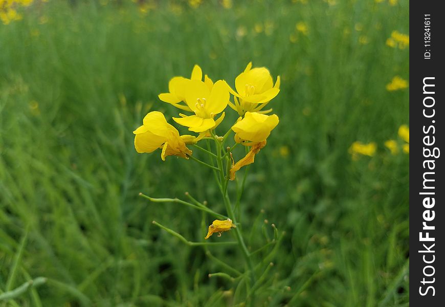 Flower, Yellow, Mustard Plant, Flora
