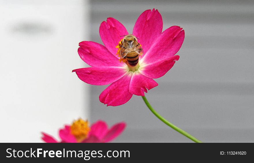 Flower, Pink, Flora, Flowering Plant