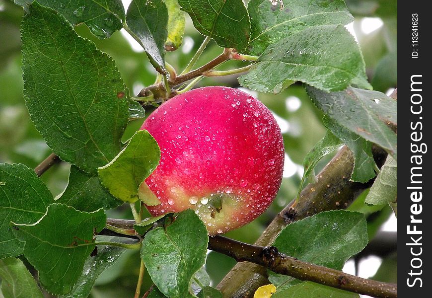 Fruit, Plant, Fruit Tree, Apple