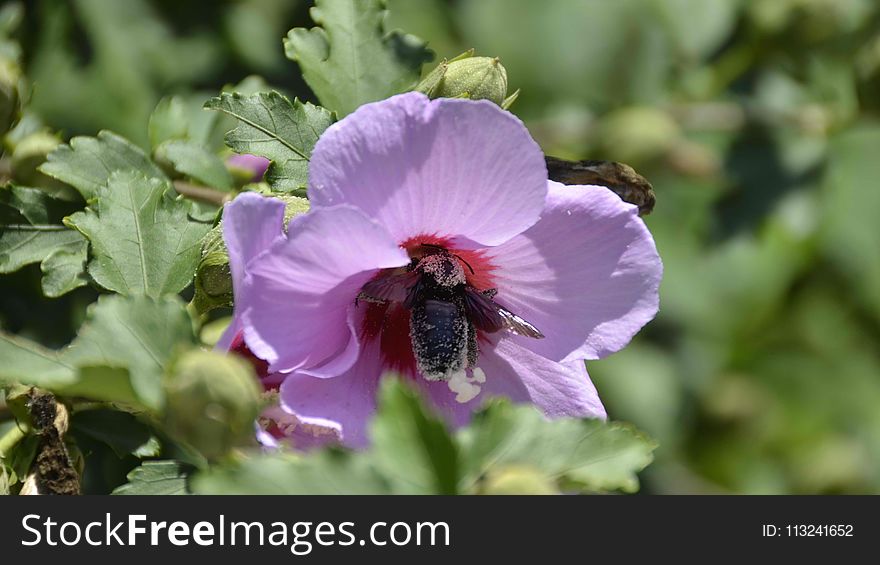 Flower, Pollinator, Bee, Flowering Plant