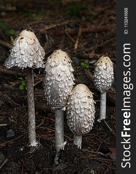 Mushroom, Fungus, Edible Mushroom, Agaricaceae