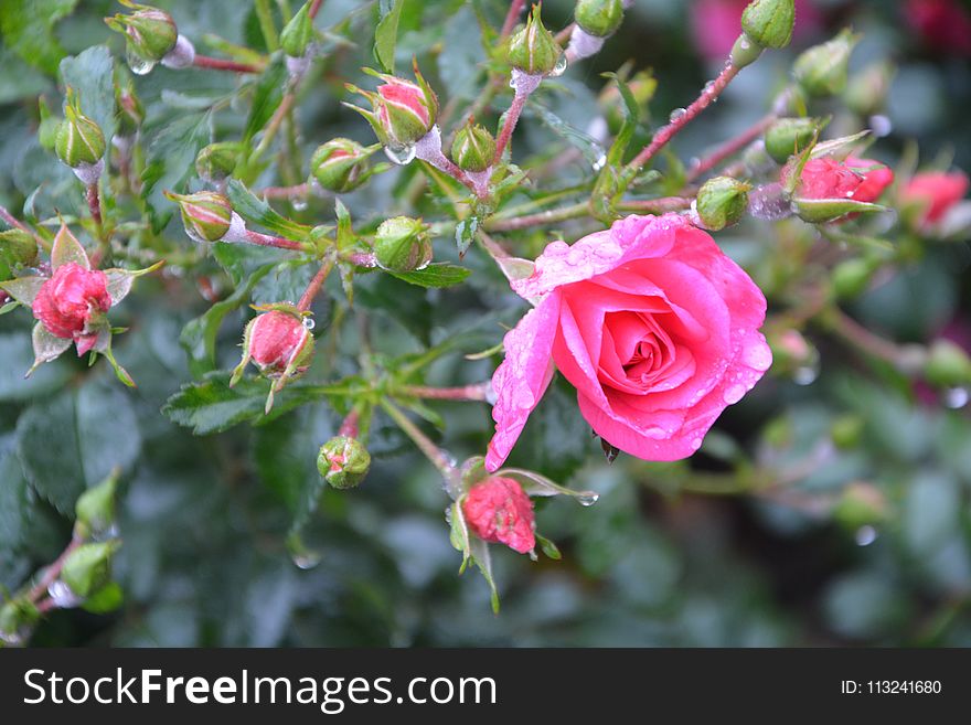 Flower, Flowering Plant, Rose Family, Plant