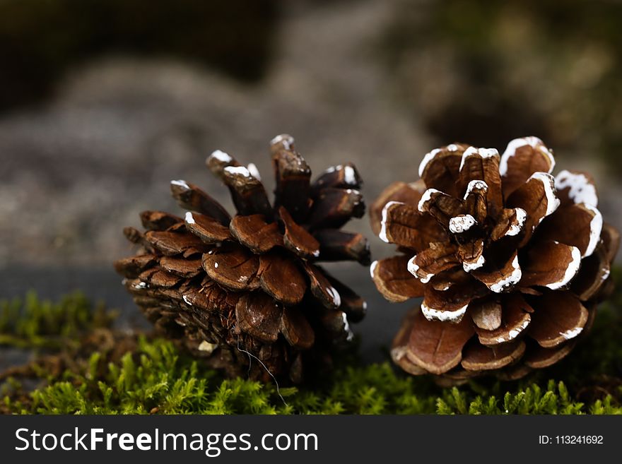 Fungus, Edible Mushroom, Pine Family, Mushroom