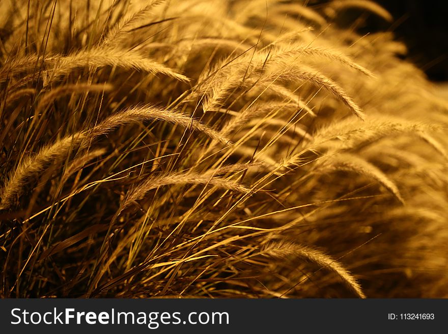 Close Up, Grass Family, Macro Photography, Grain