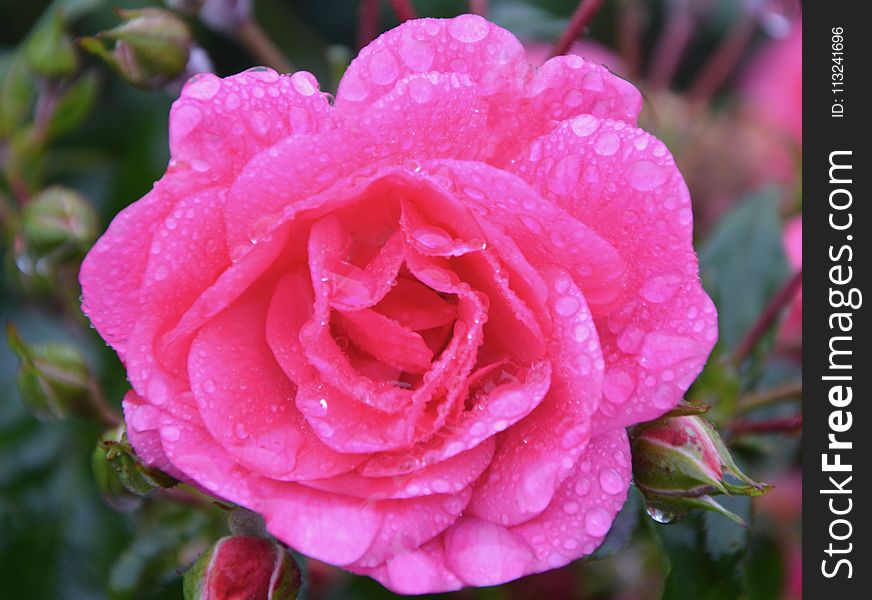 Rose, Flower, Pink, Rose Family