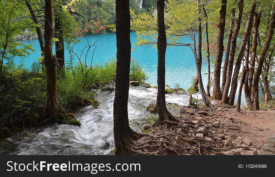 Nature Reserve, Water, Tree, Water Resources