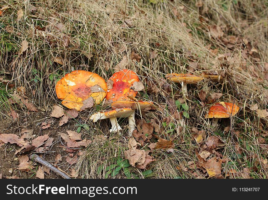 Fungus, Ecosystem, Mushroom, Bolete